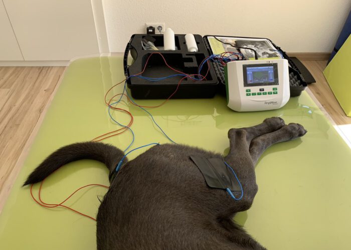 Hundephysiotherapie mit Elektrotherapie
