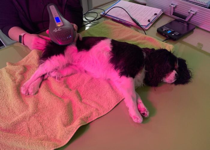 Hundephysiotherapie mit Laser-Frequenz-Therapie
