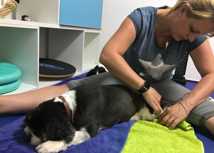 passive Hundephysiotherapie